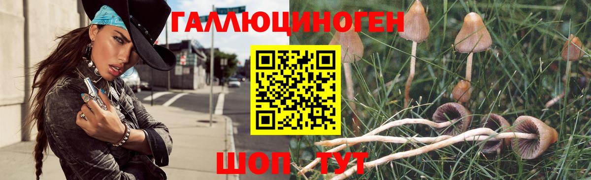 Чернушка  Псилоцибиновые грибы Psilocybine cubensis  Вход с VPN 